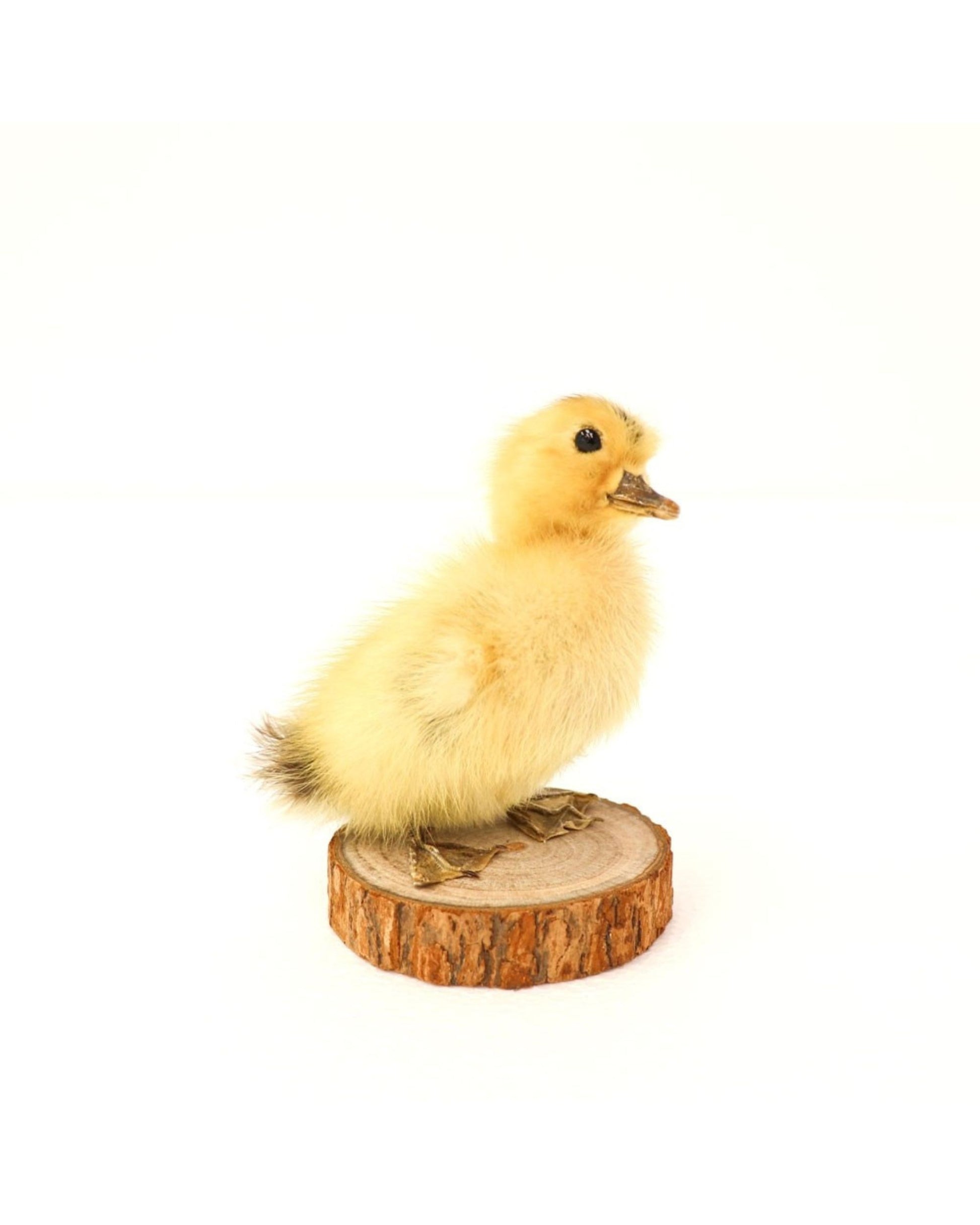 A fluffy and distinctive duckling from Hawthorne's collection, labeled as the TAXIDERMY DUCKLING MOUNTED, is positioned on a small, round wooden base set against a simple white backdrop.