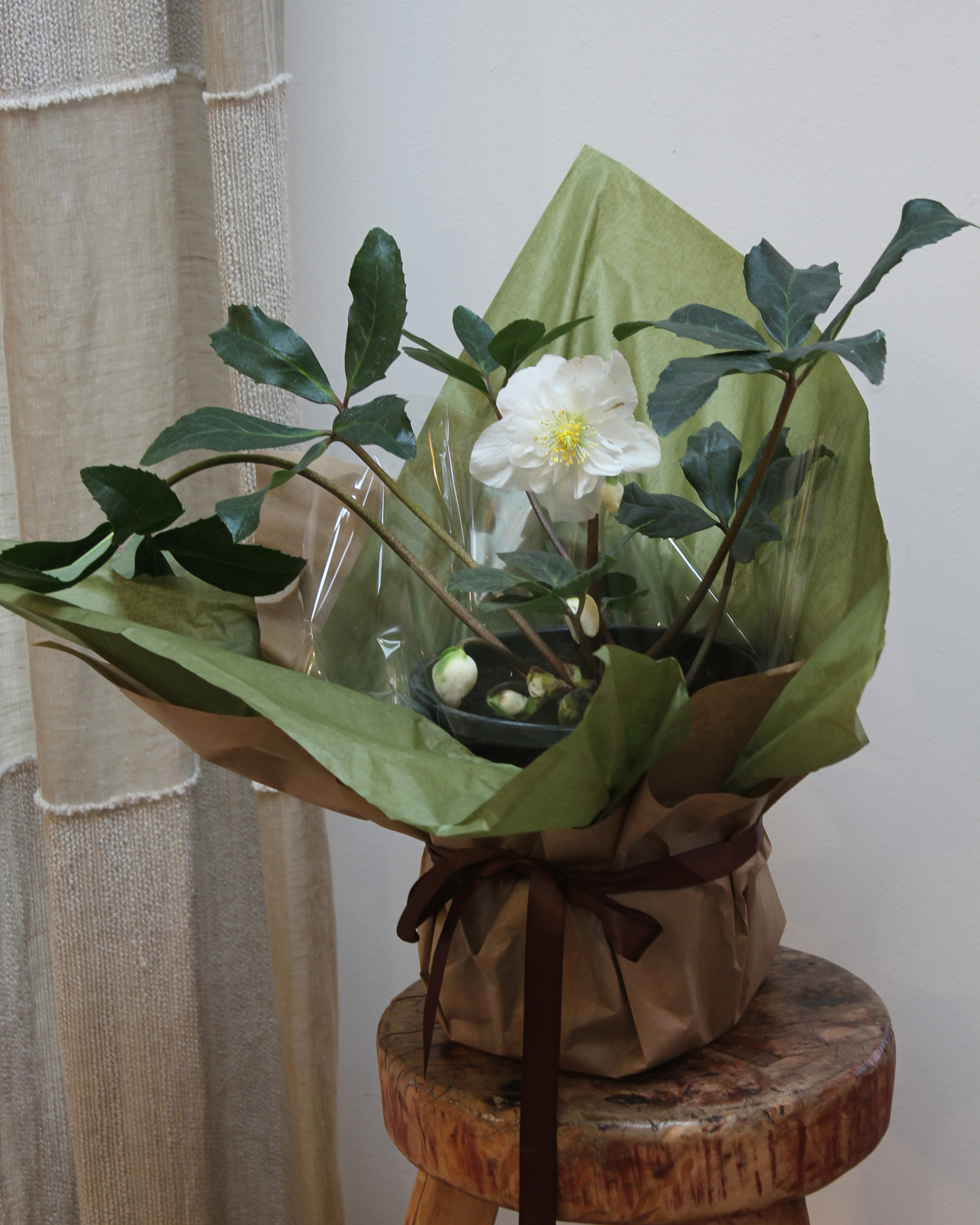 Helleborus - White Magic