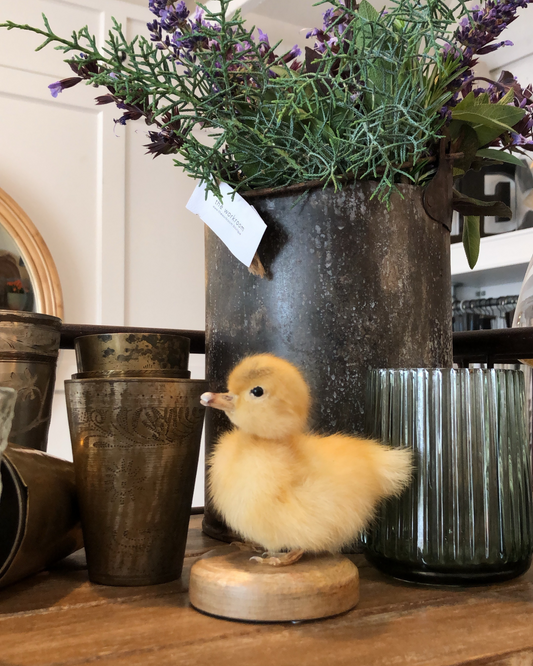 TAXIDERMY DUCKING MOUNTED