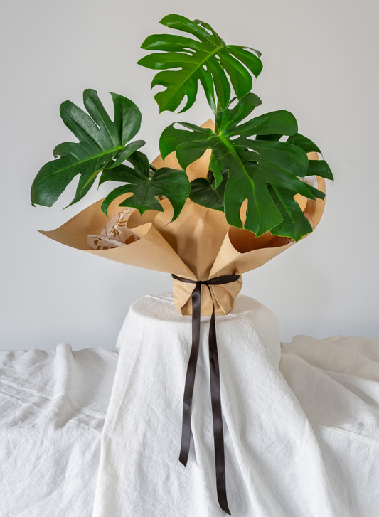 POTTED MINI MONSTERA