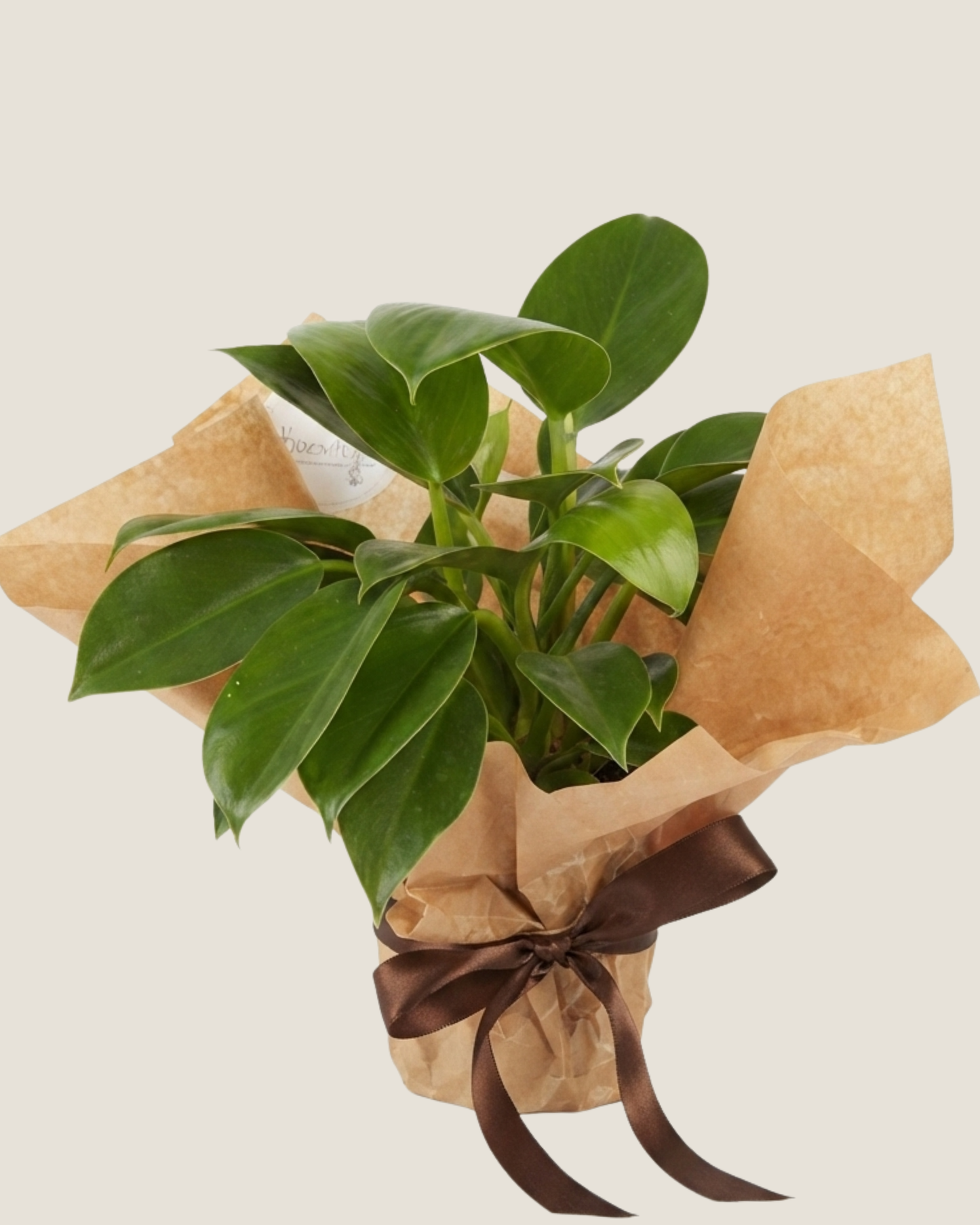 PHILODENDRON CORDATUM HEARTLEAF - PLANT