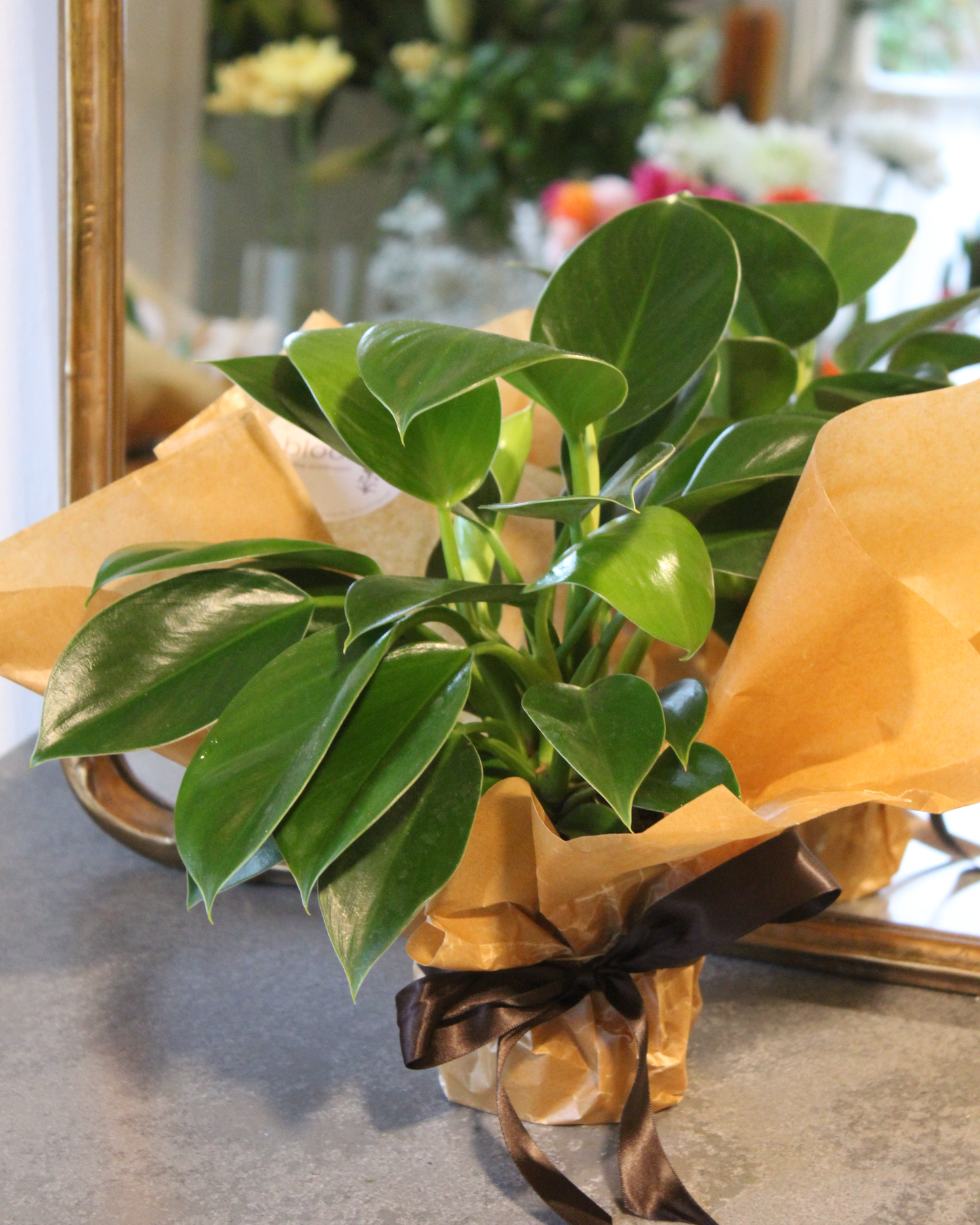 PHILADENDRON GREEN PRINCESS - PLANT