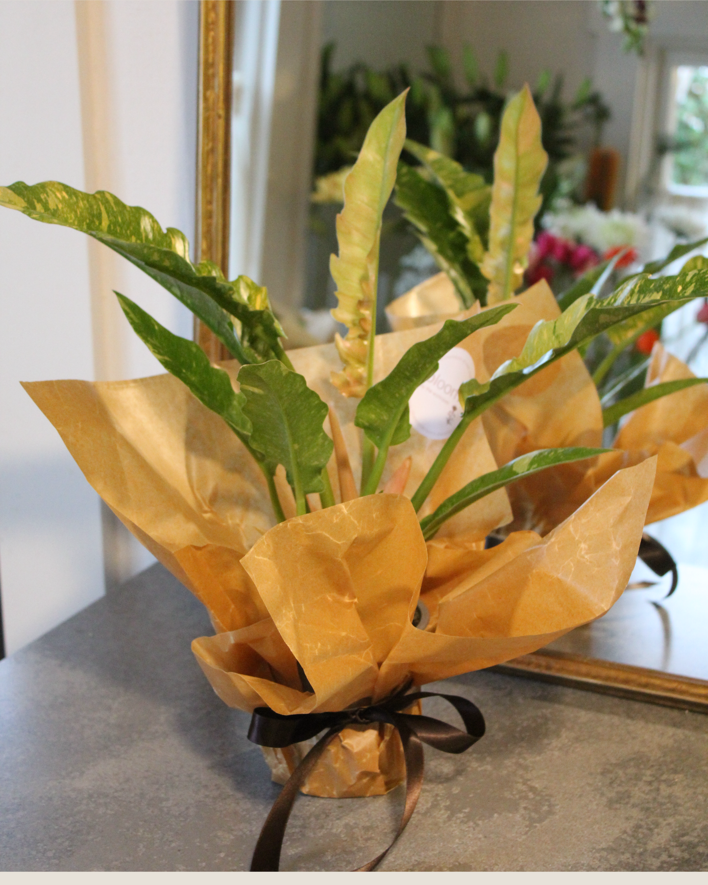 PHILODENDRON RING OF FIRE - PLANT