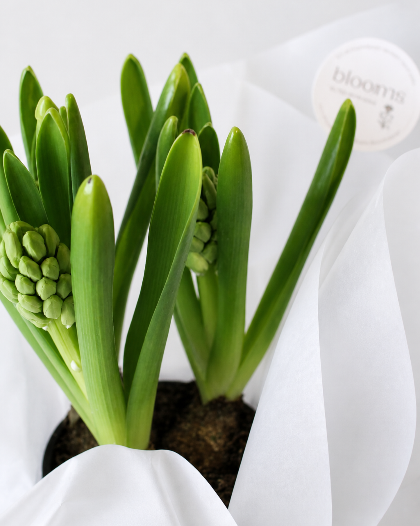 PLANT - HYACINTH
