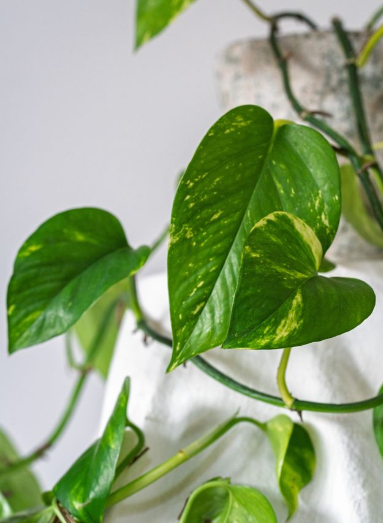 POTTED GOLDEN POTHOS