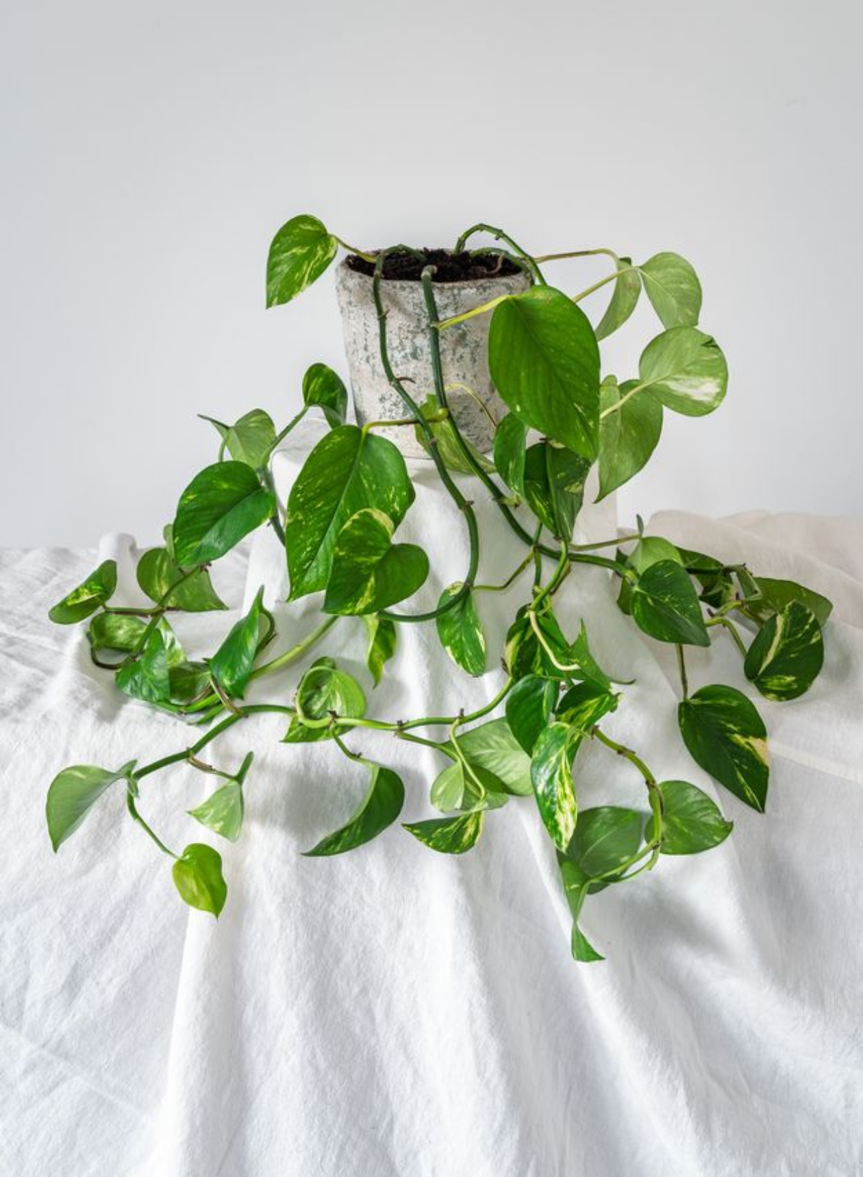 POTTED GOLDEN POTHOS