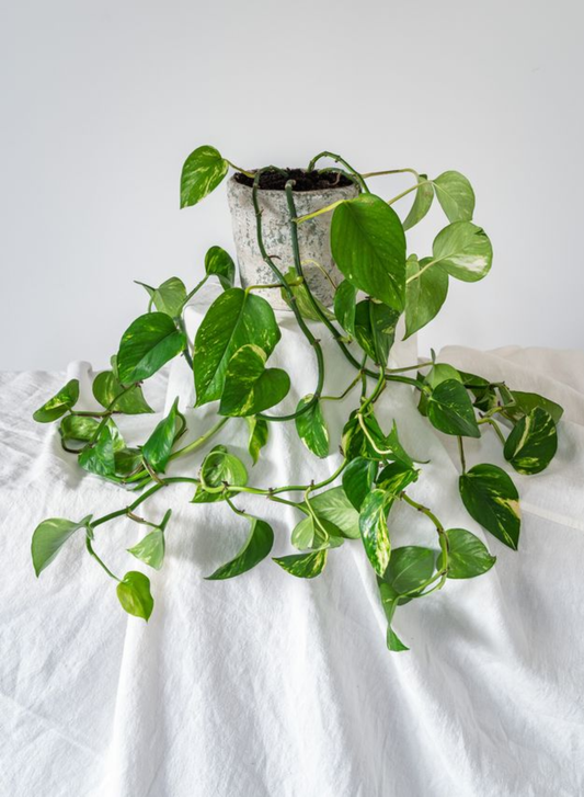 POTTED GOLDEN POTHOS