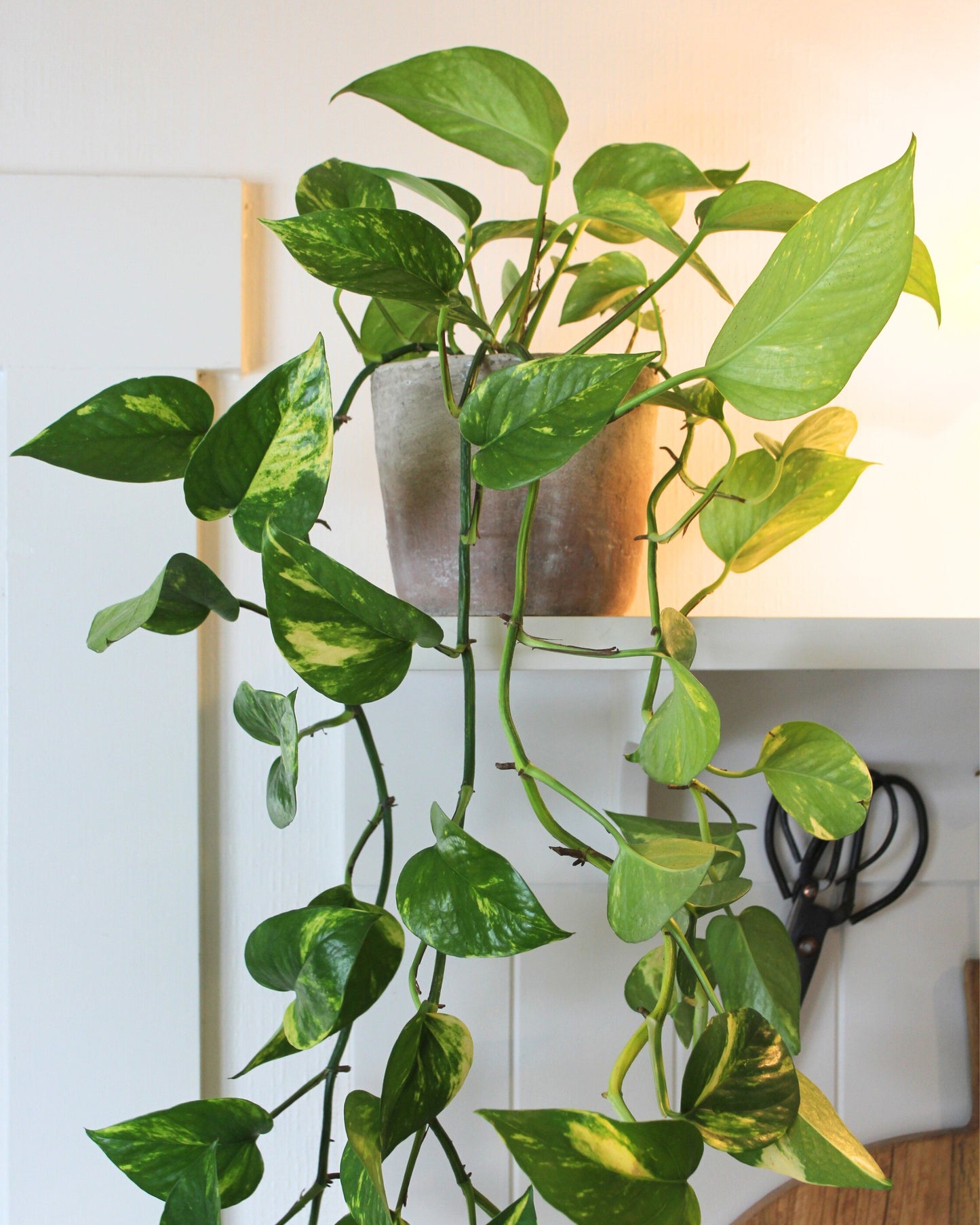 POTTED GOLDEN POTHOS