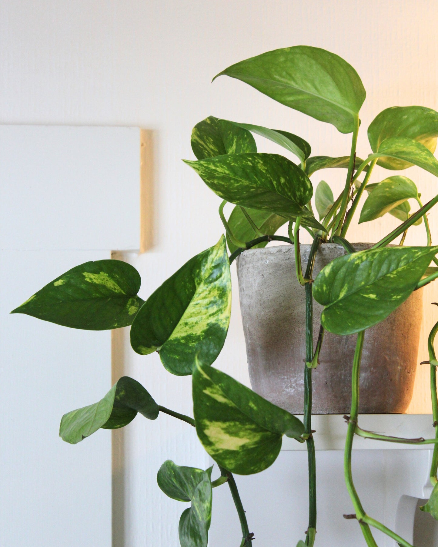 POTTED GOLDEN POTHOS