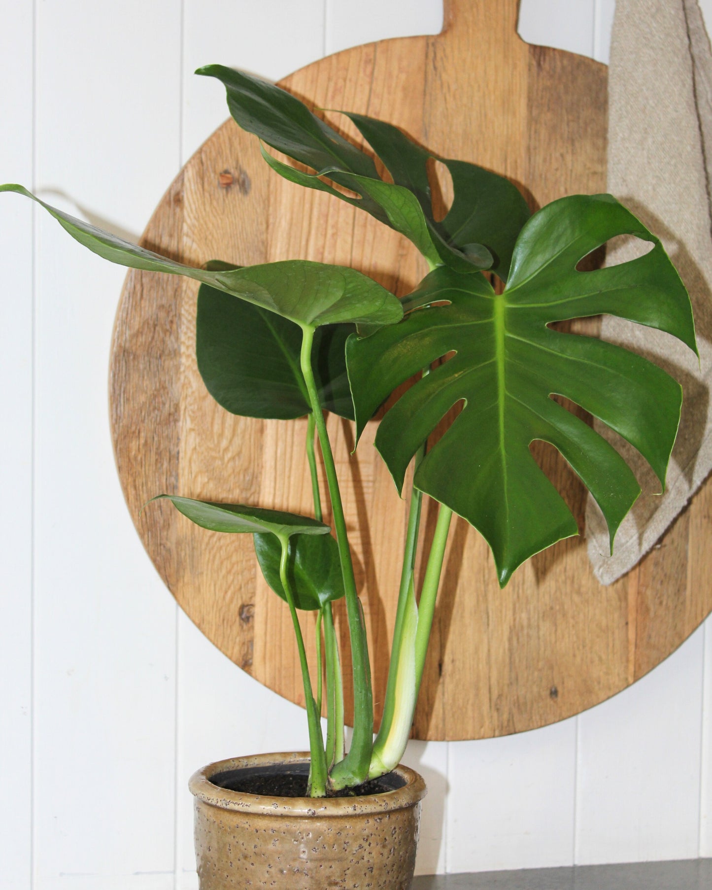 POTTED MINI MONSTERA