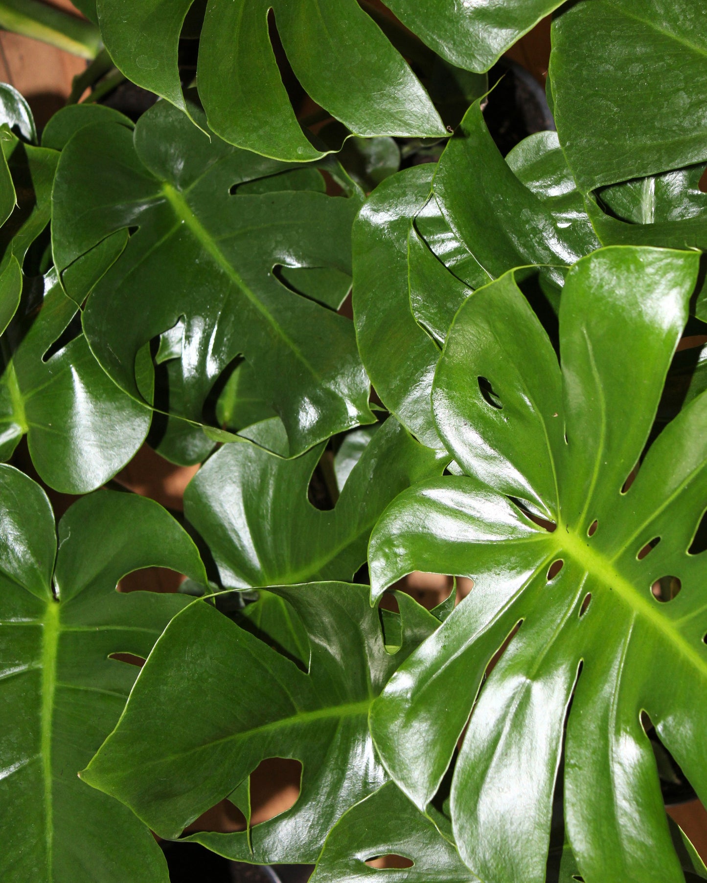 POTTED MINI MONSTERA