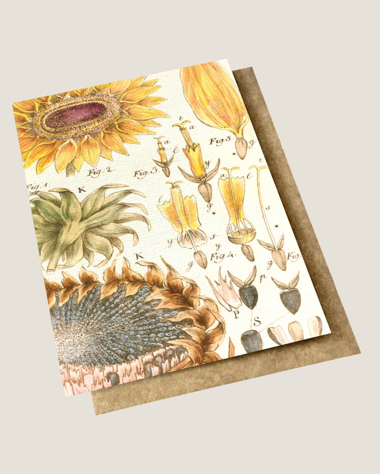 VINTAGE BOTANICAL - SUNFLOWER CARD