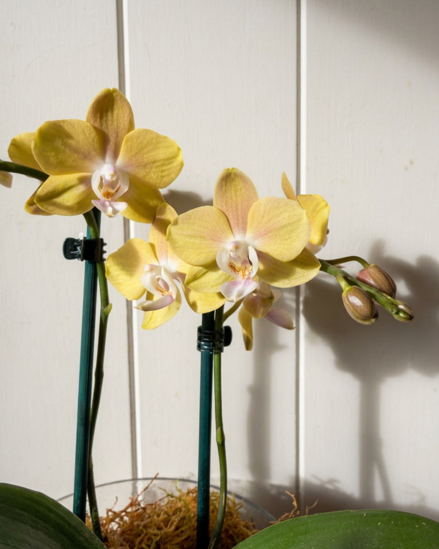 MINI ORCHID POTTED