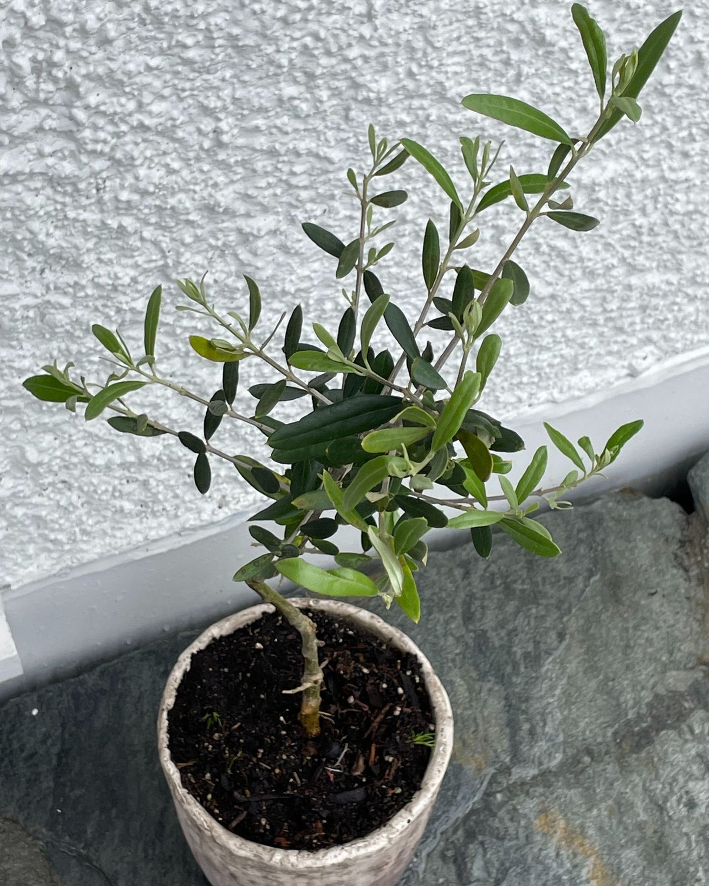 POTTED FRUITING OLIVE TREE