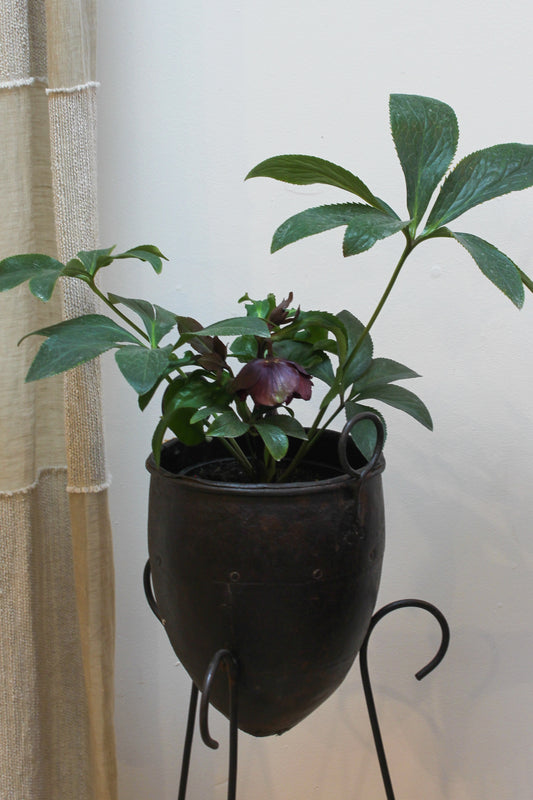 HELLEBORUS - DOUBLE HYBRID