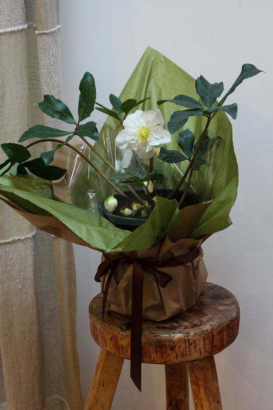 HELLEBORUS - SEMI DOUBLE
