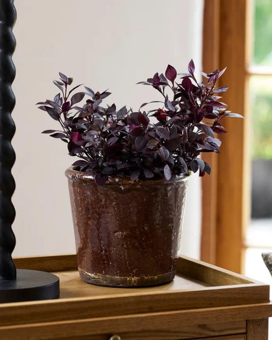 A small plant with dark purple leaves rests in a French Country Brown Glazer Terracotta Pot on a wooden table. Natural light filters through the window, casting a soft glow on the scene and enhancing its earthy charm.