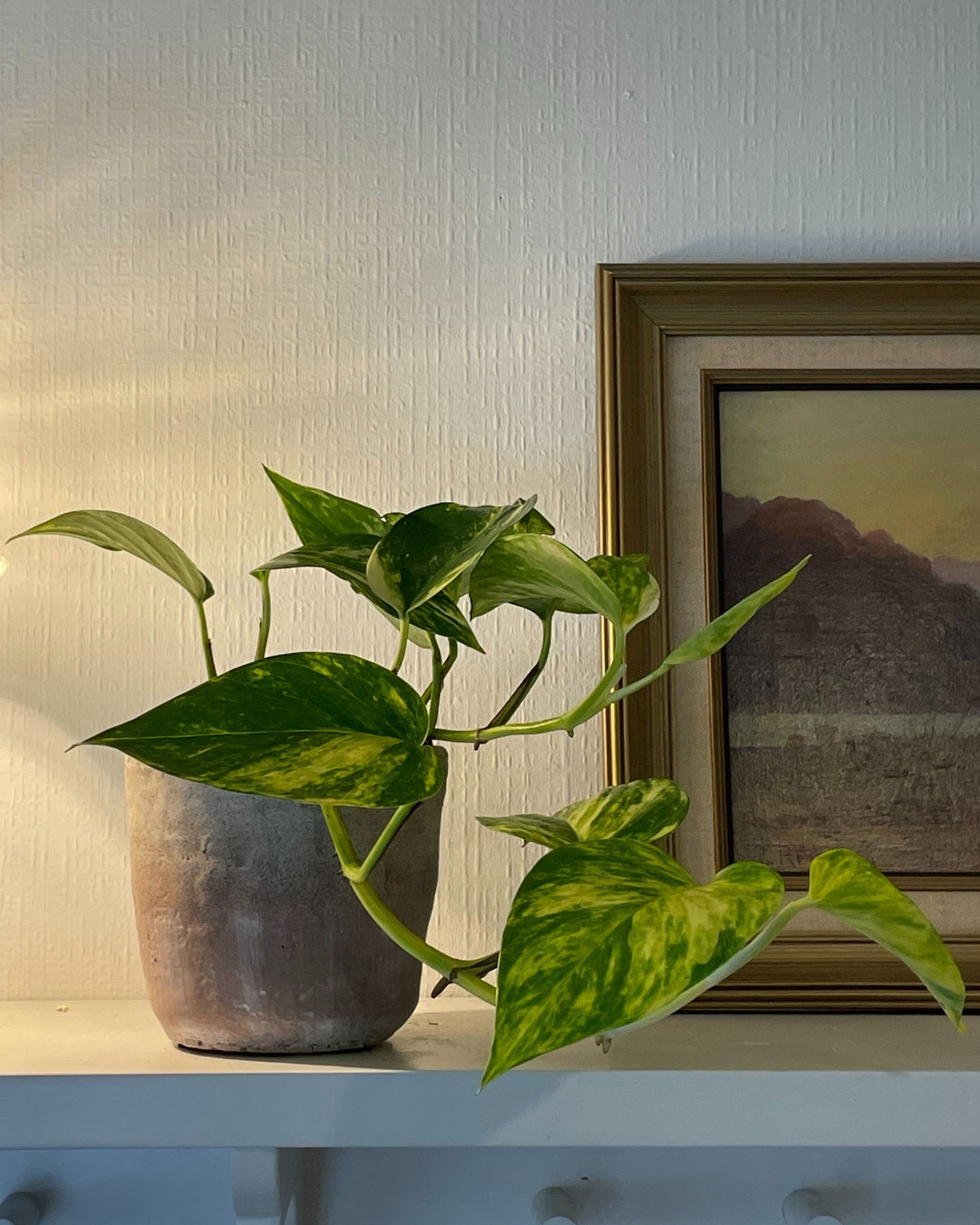 POTTED GOLDEN POTHOS