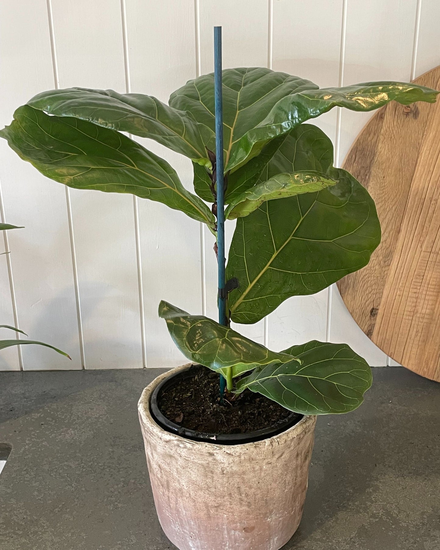 POTTED FIDDLE LEAF FIG