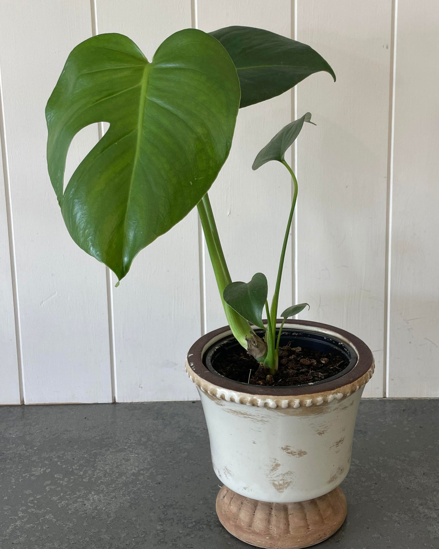 POTTED MINI MONSTERA