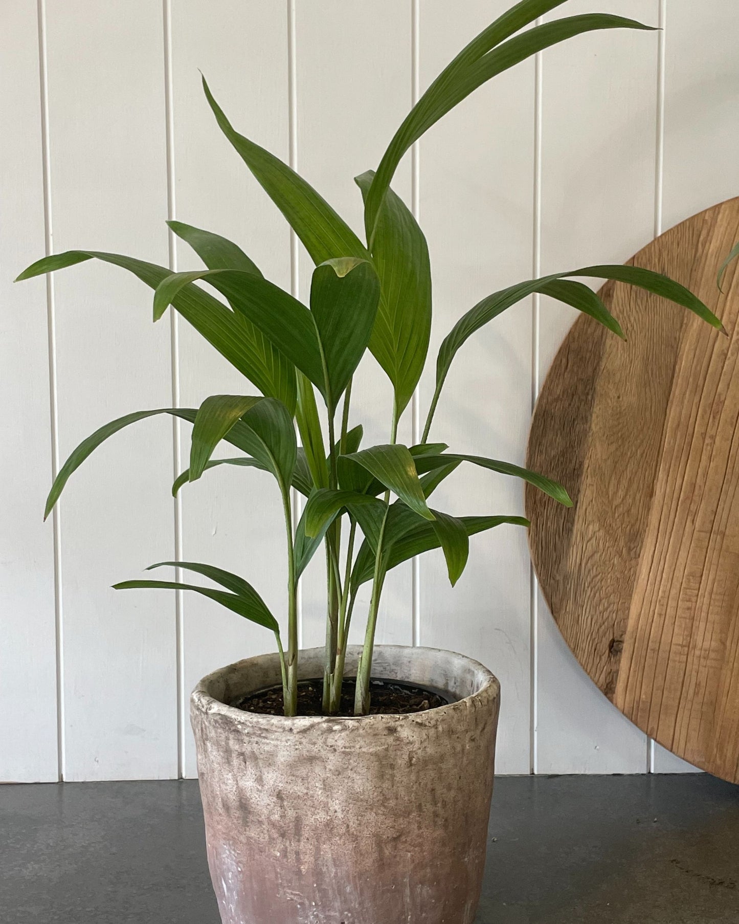 POTTED BANGALOW PALM