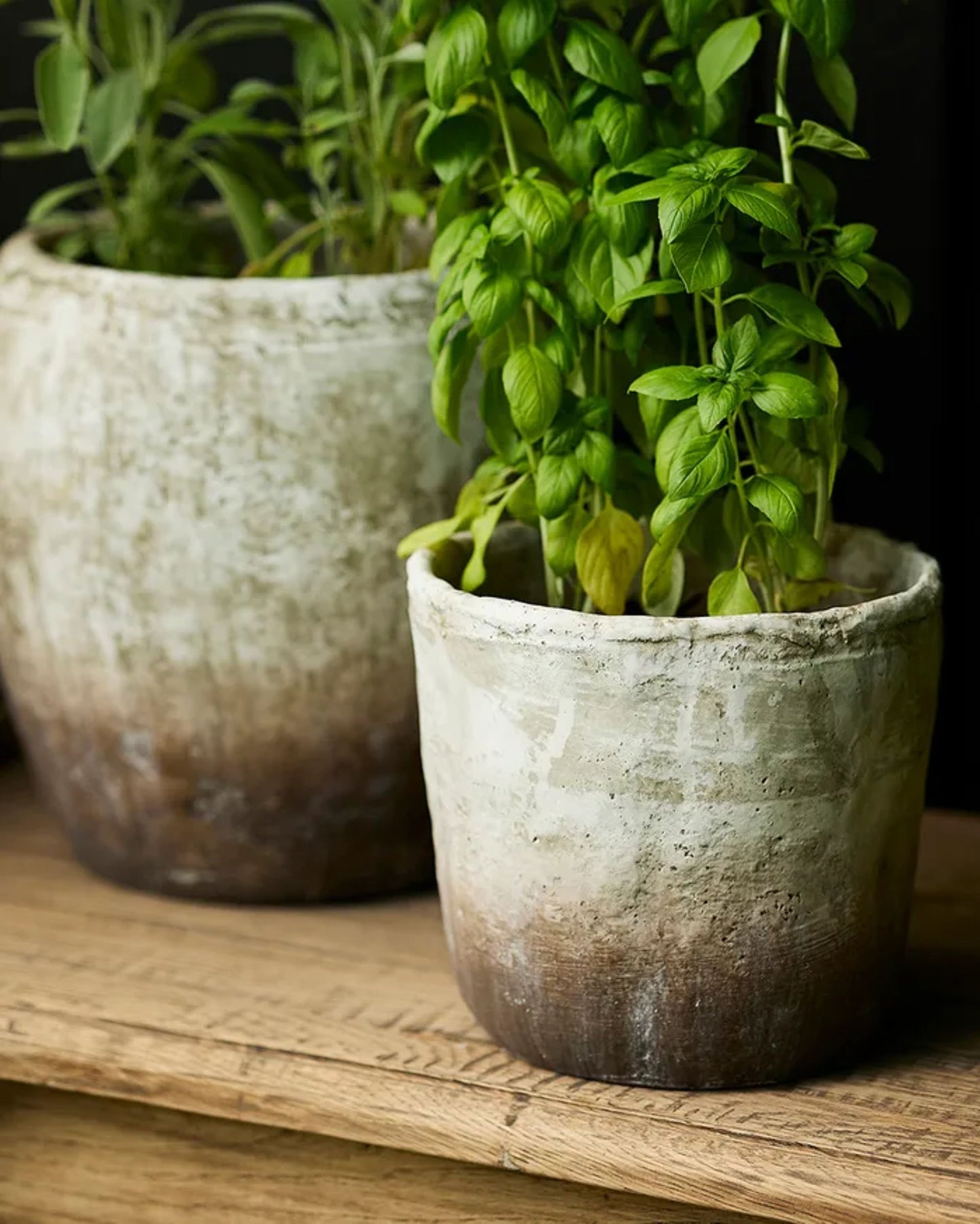 Two MARRON PLANTER POTS from French Country, featuring a rustic stone design with a textured finish, are filled with lush green basil plants and are placed on a wooden surface. The pots come in different sizes and have an aged appearance, perfectly complementing the vibrant greenery. They are ideal for both indoor and outdoor use.