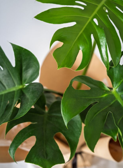 WRAPPED MINI MONSTERA