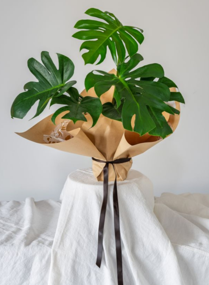 WRAPPED MINI MONSTERA