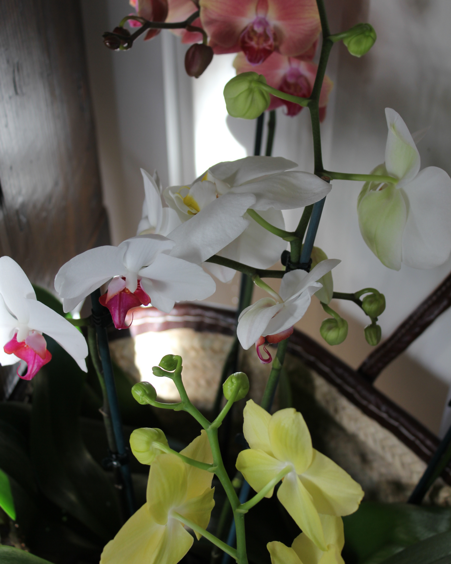 ORCHID