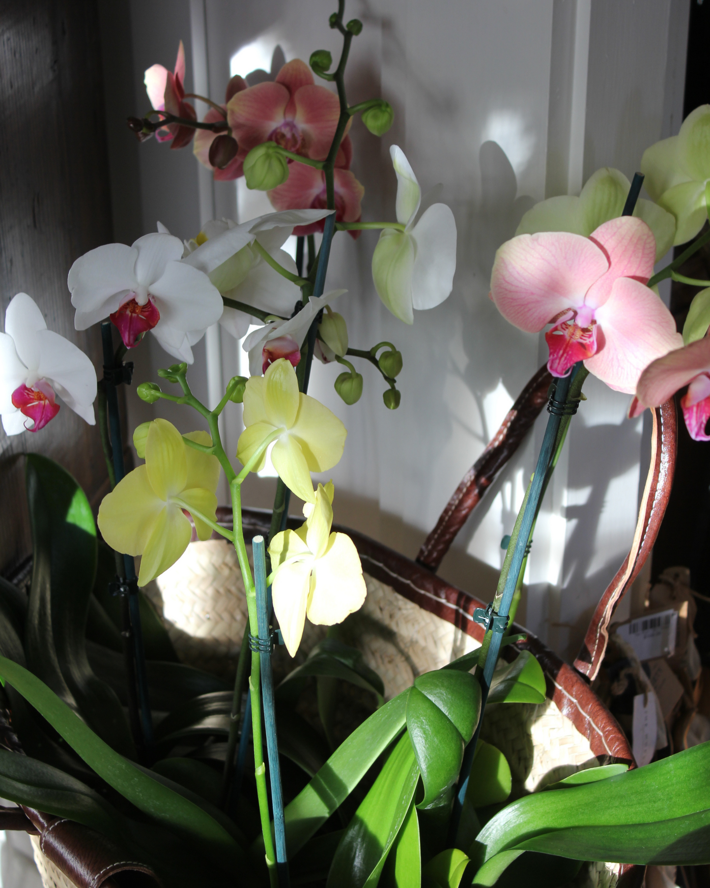 ORCHID
