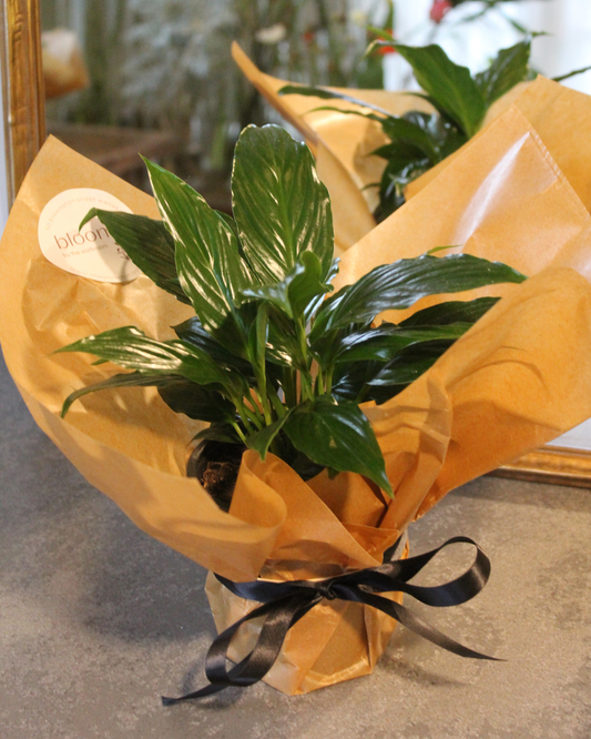 PEACE LILY - PLANT