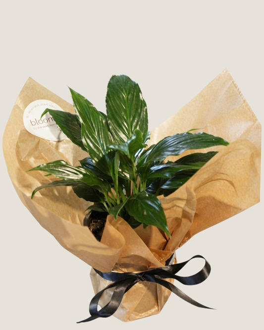 PEACE LILY - PLANT