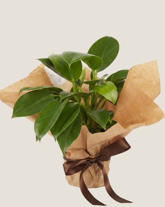 PHILODENDRON CORDATUM HEARTLEAF - PLANT