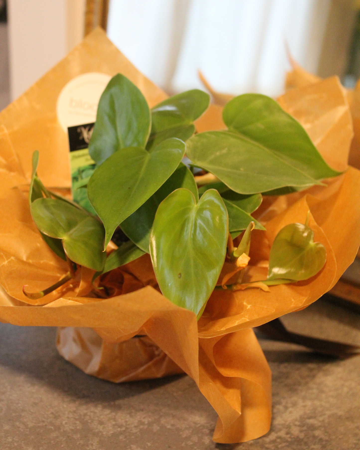PHILODENDRON CORDATUM HEARTLEAF - PLANT