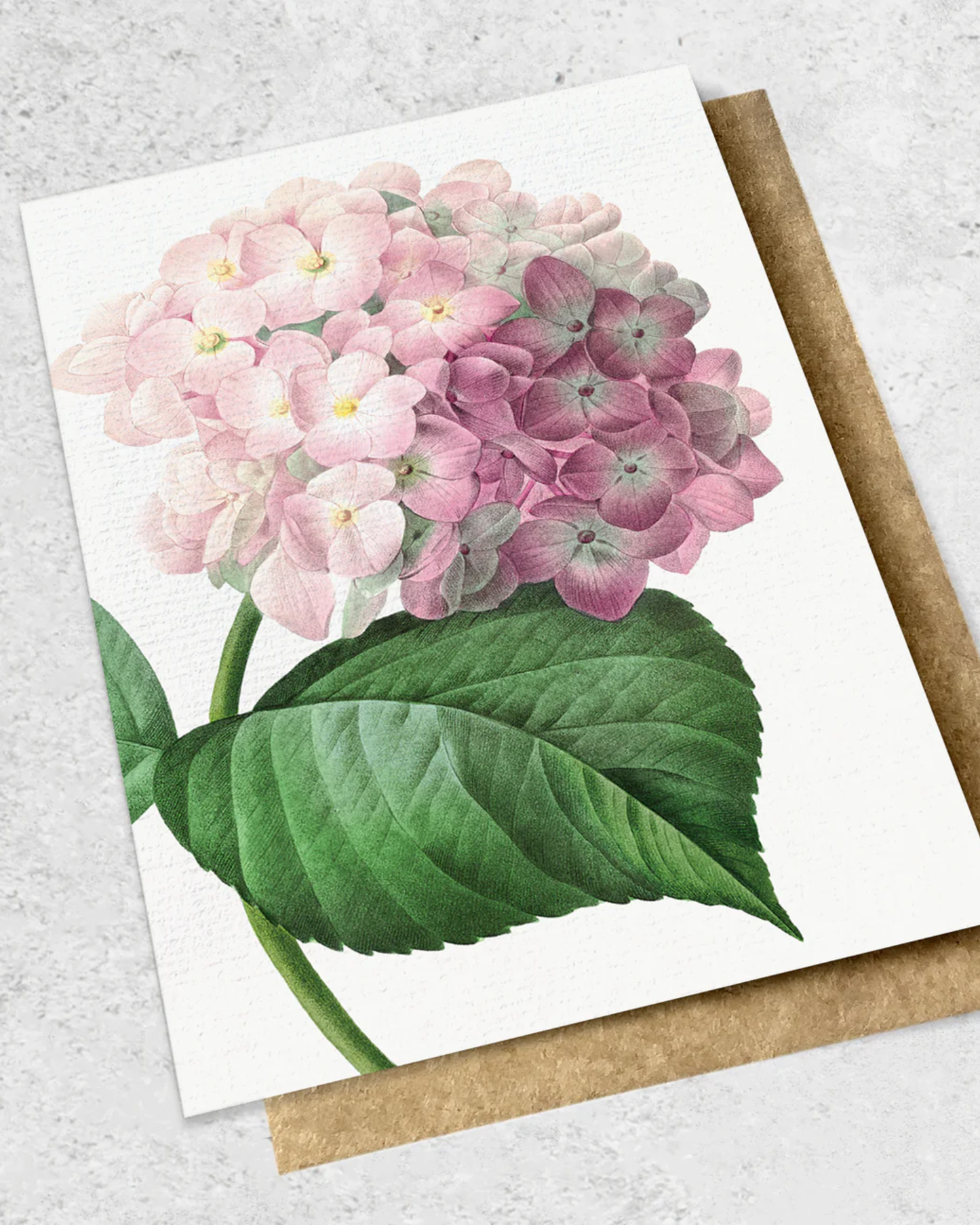 VINTAGE BOTANICAL - PINK HYDRANGEA GREETING CARD