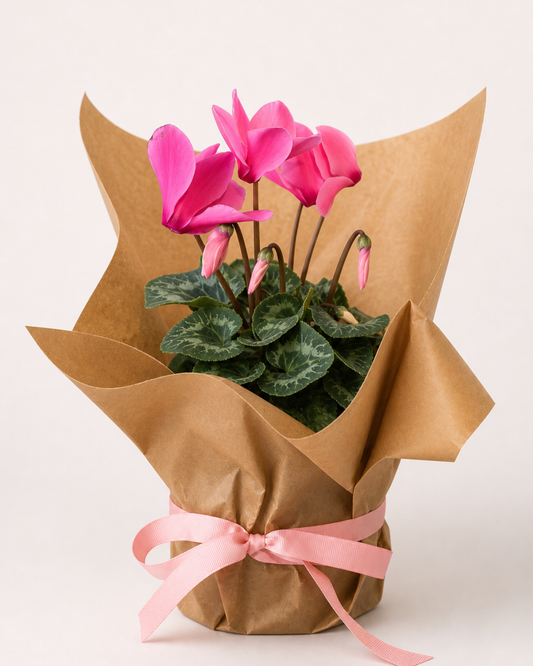 PLANT - CYCLAMEN