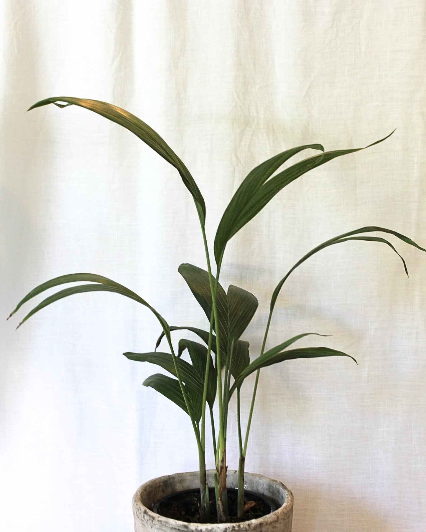 POTTED BANGALOW PALM