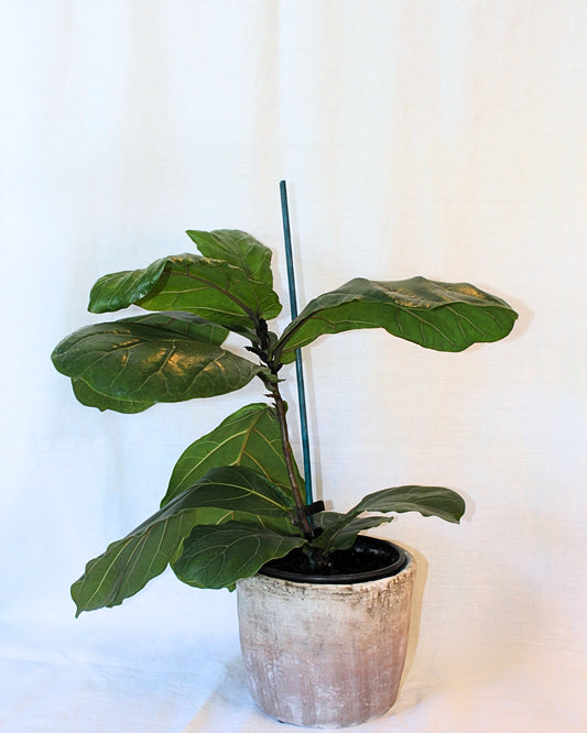 POTTED FIDDLE LEAF FIG