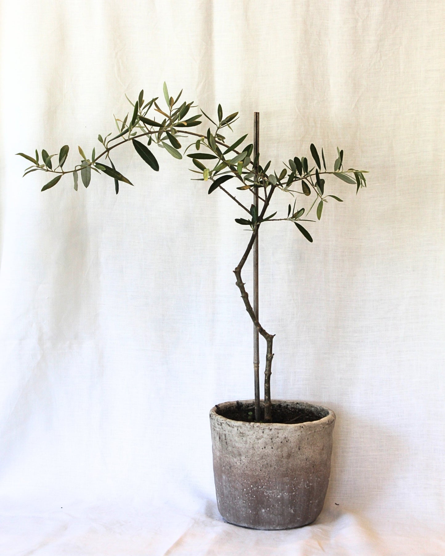 POTTED FRUITING OLIVE TREE