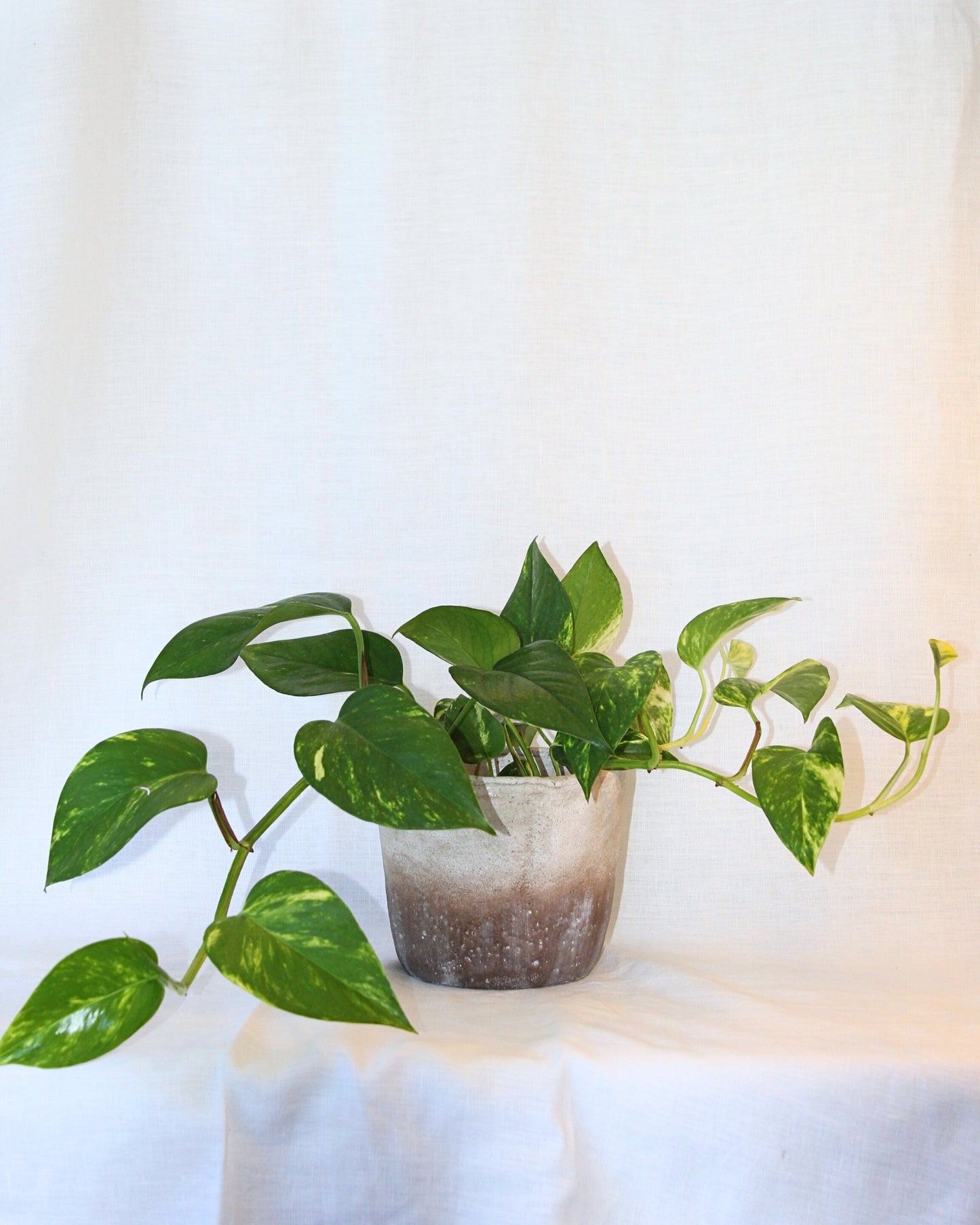 POTTED GOLDEN POTHOS