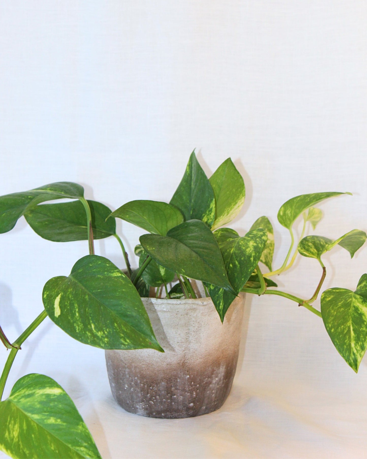 POTTED GOLDEN POTHOS