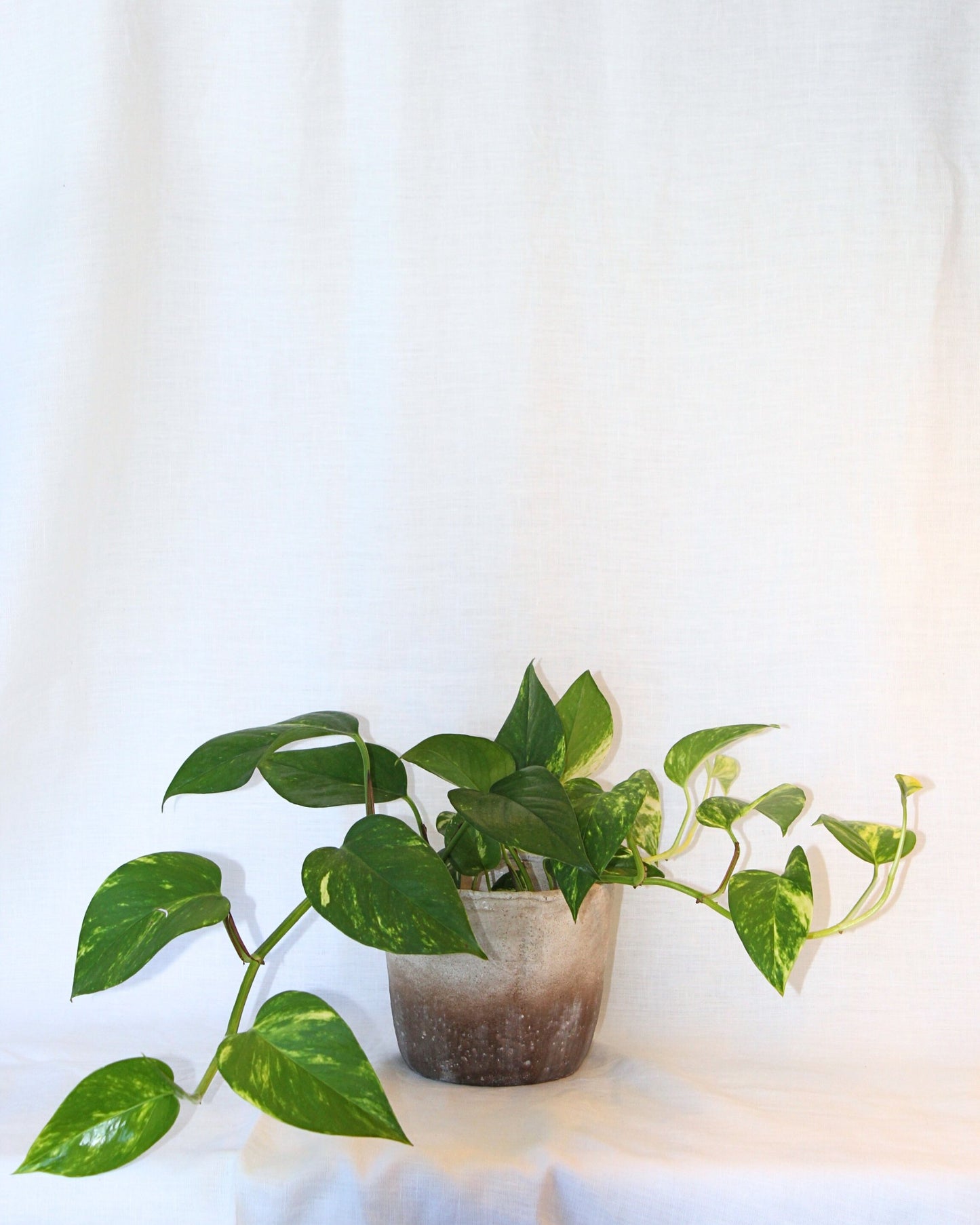 POTTED GOLDEN POTHOS