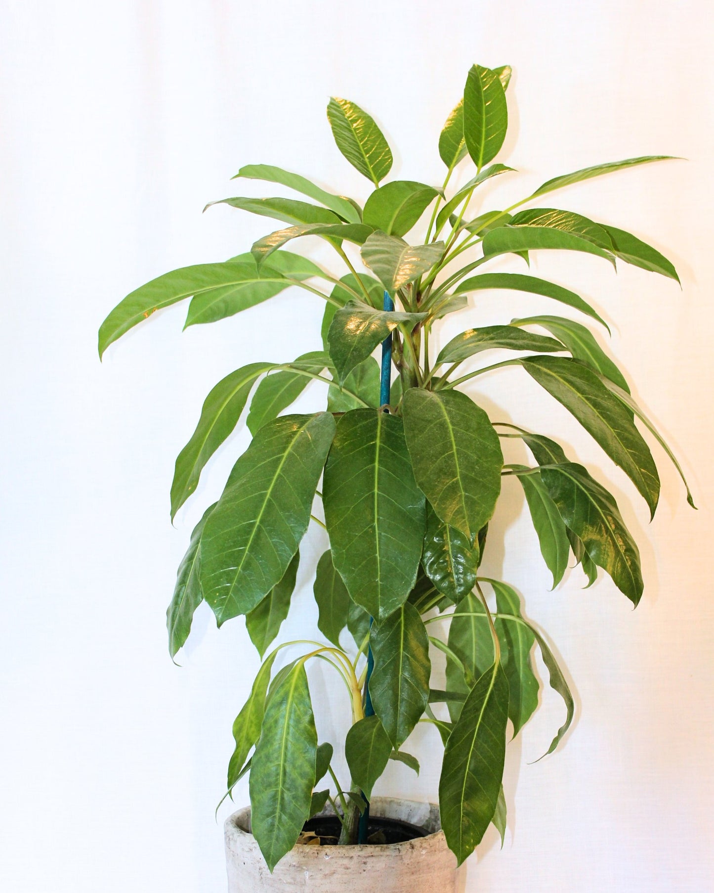 POTTED UMBRELLA TREE