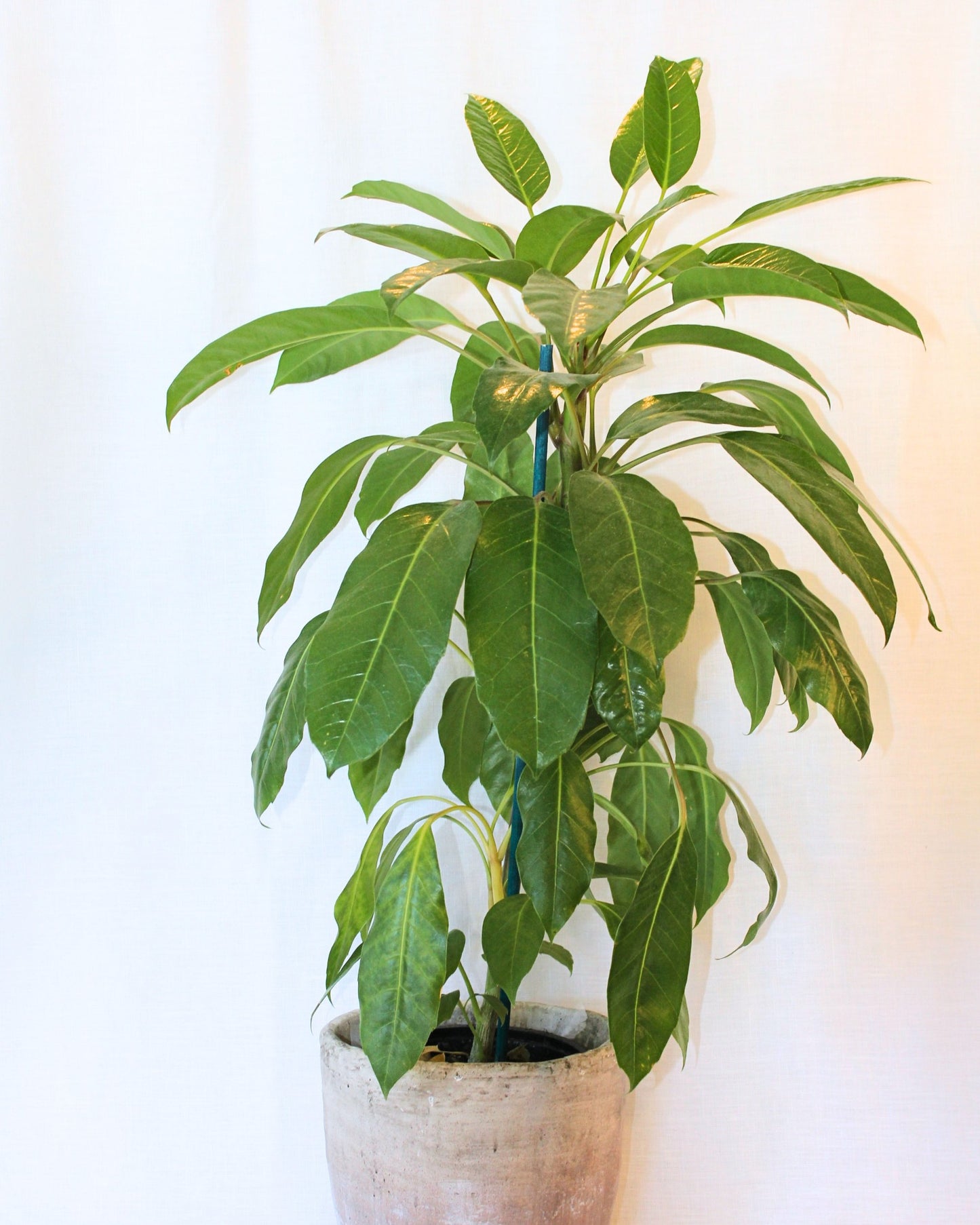 POTTED UMBRELLA TREE