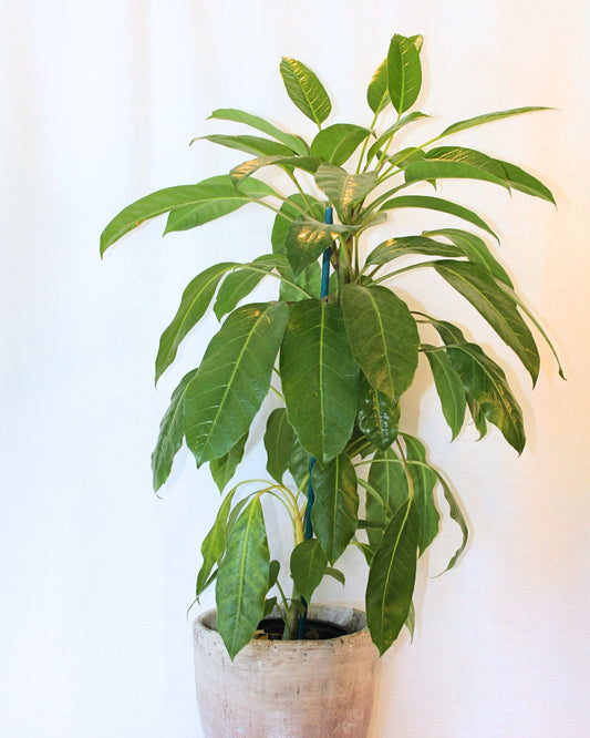 POTTED UMBRELLA TREE