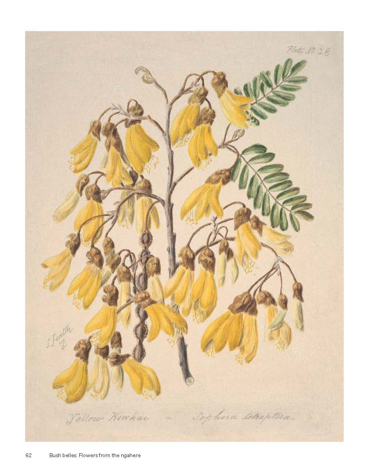 AOTEAROA IN BLOOM